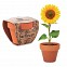 Ghivece promotionale din lut cu seminte de floarea soarelui - MO6147